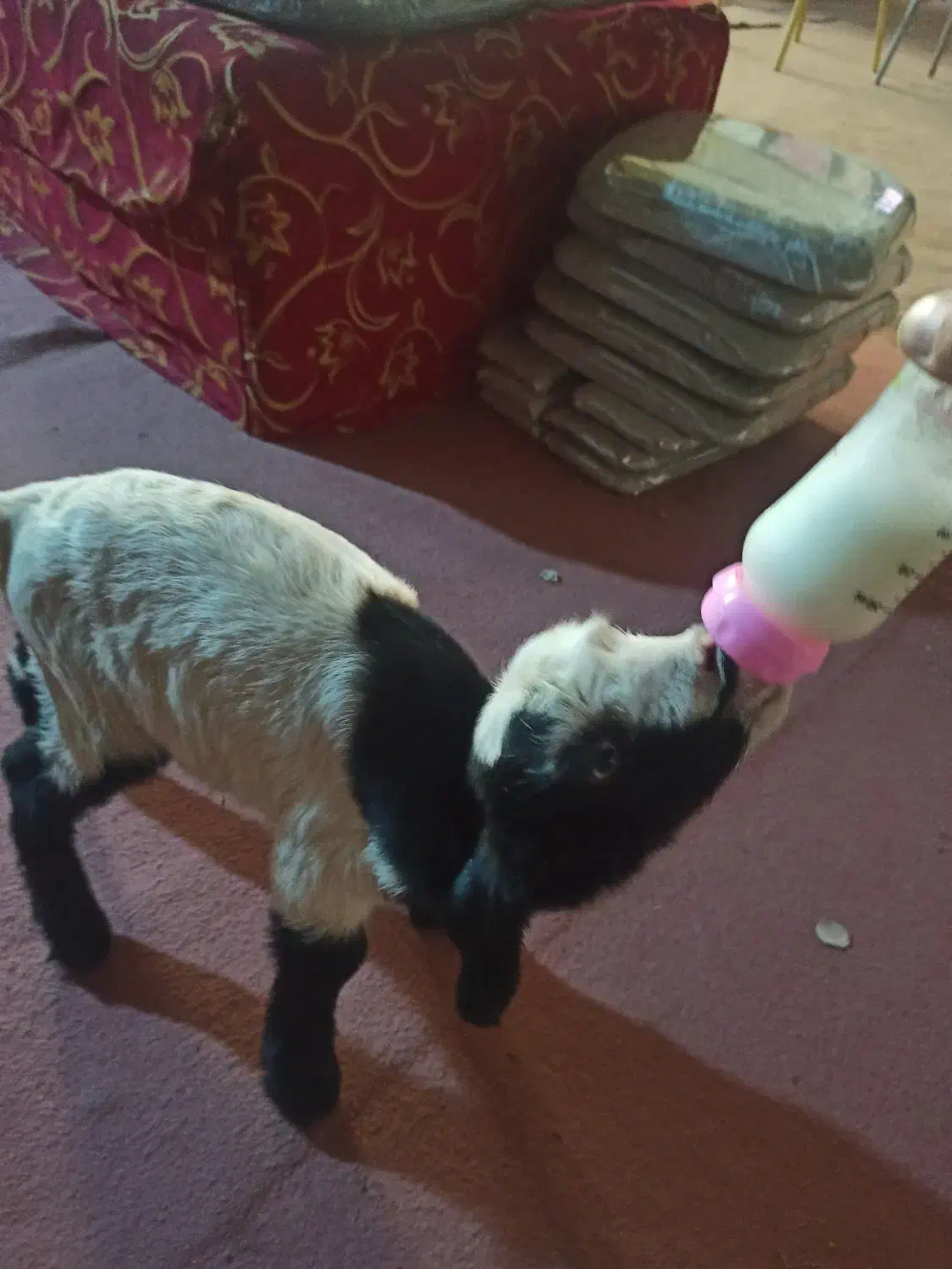 بزغاله شیرخوار|حیوانات مزرعه|مشهد, شایه|دیوار