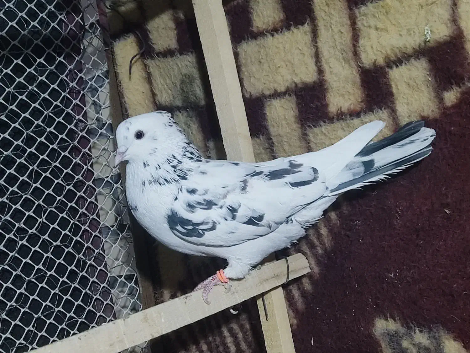 کبوتر|پرنده|محمدبار, |دیوار