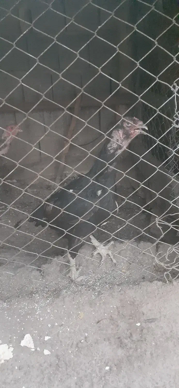 مرغ تخم گذار فقط ۳۰۰ حراج|حیوانات مزرعه|نوشین شهر, |دیوار