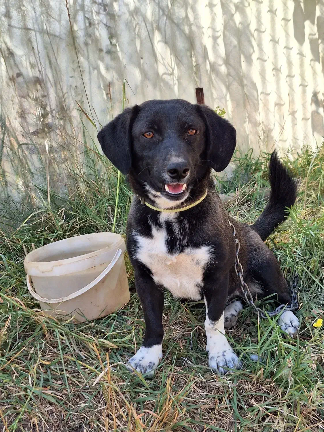 فروش سگ|سگ|ابهر, |دیوار