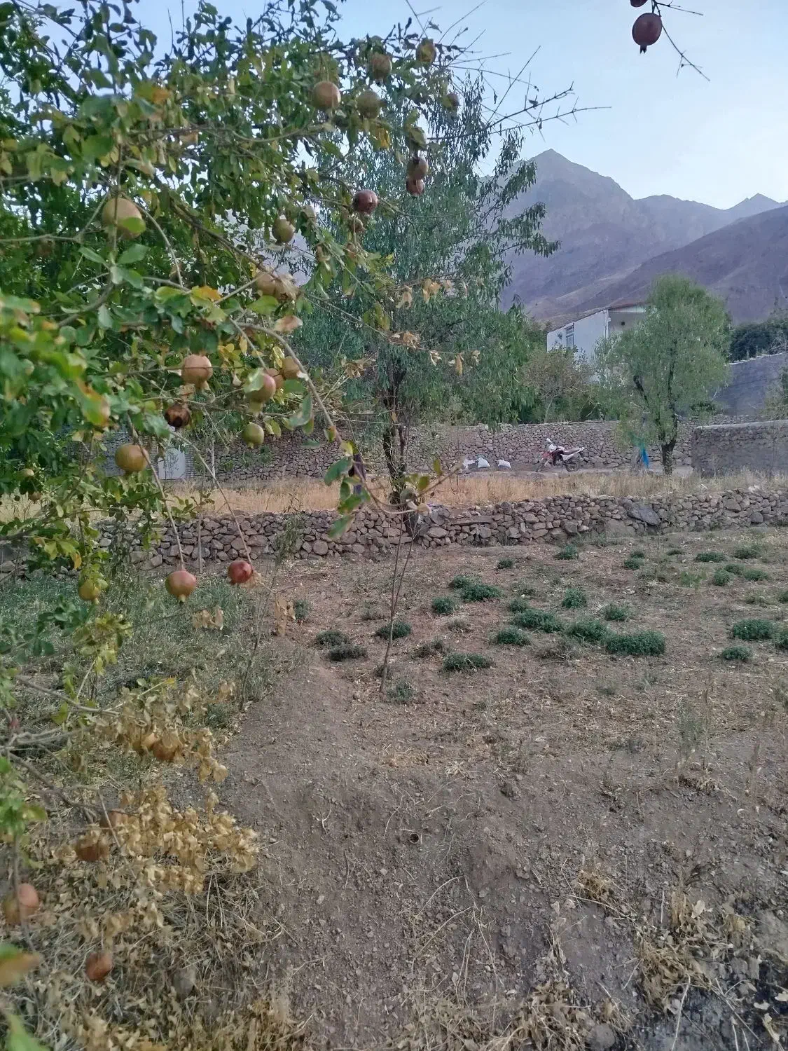 فروش فوری زمین|فروش خانه و ویلا|خضر آباد, |دیوار