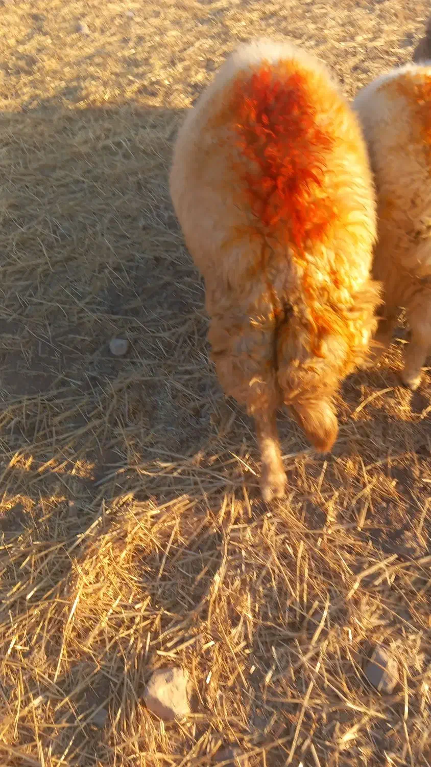 یک راس قوچ سنجابی اصیل|حیوانات مزرعه|اسلام آباد, |دیوار