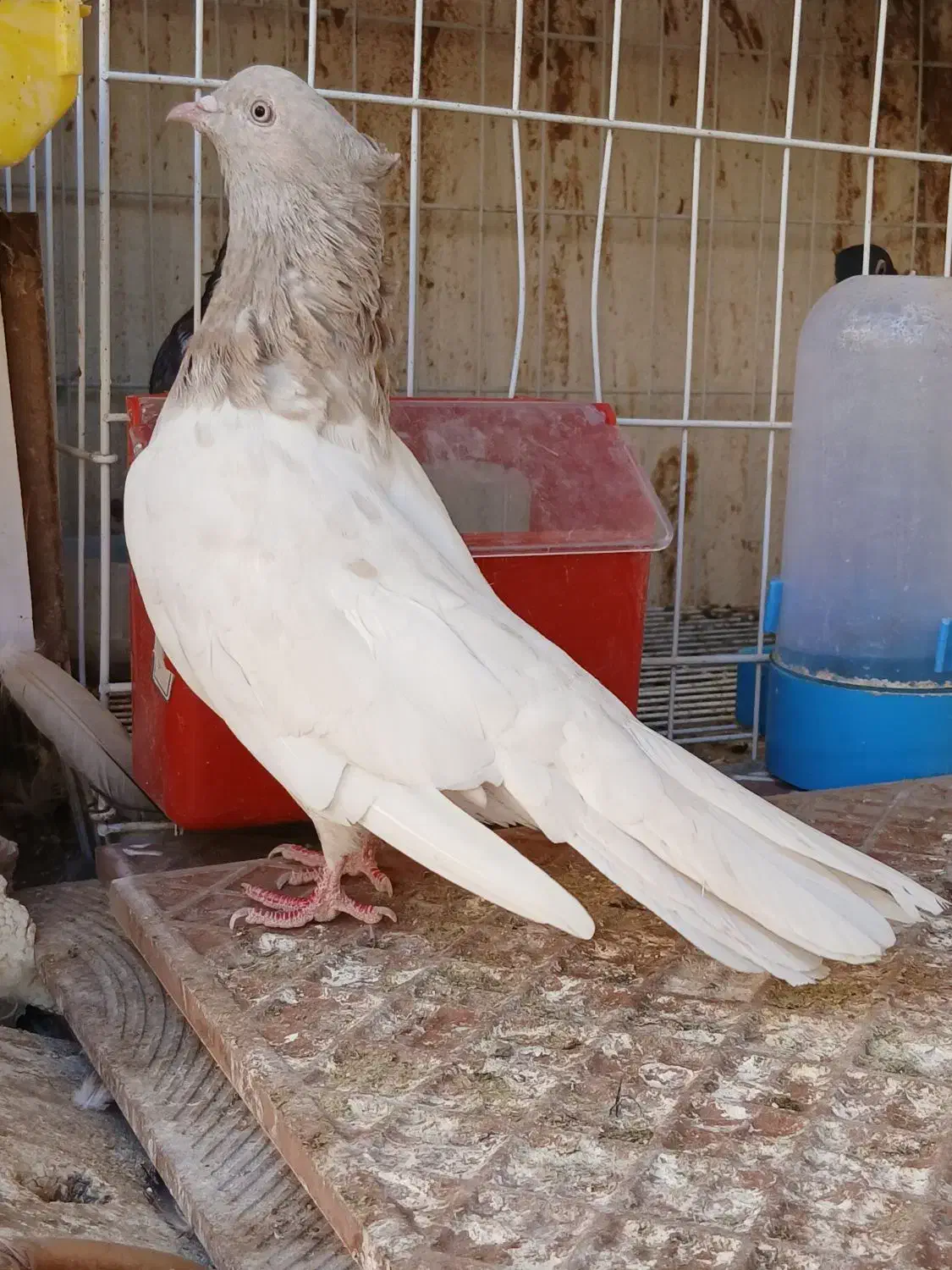 کله ابر کلاهی|پرنده|جیرفت, |دیوار