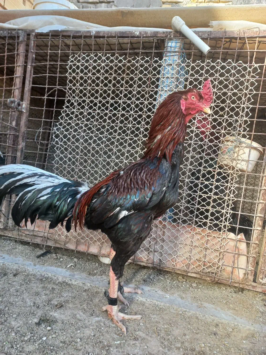 خروس لاری دونگ بالا استان یزد|حیوانات مزرعه|تهران, جوادیه|دیوار