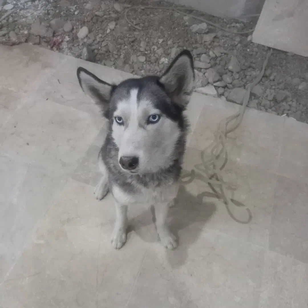 سگ هاسکی|سگ|محمدشهر, سیدآباد|دیوار