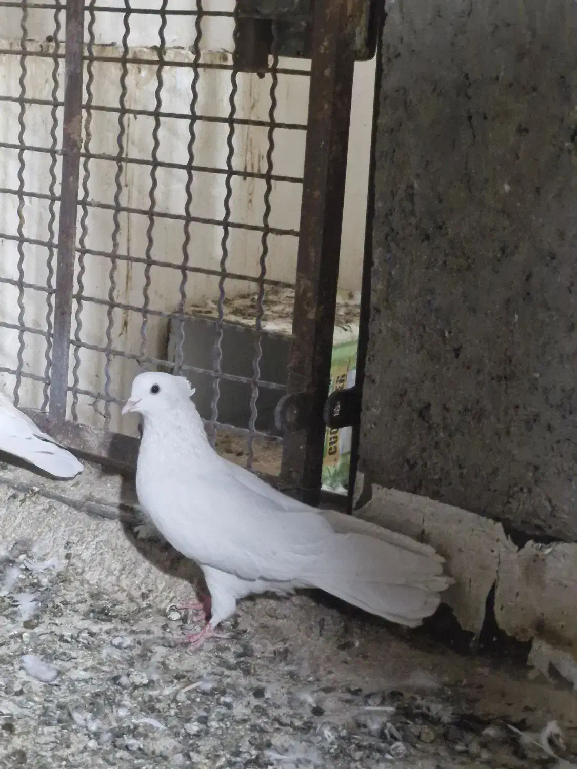 کفتر|پرنده|اردکان, |دیوار