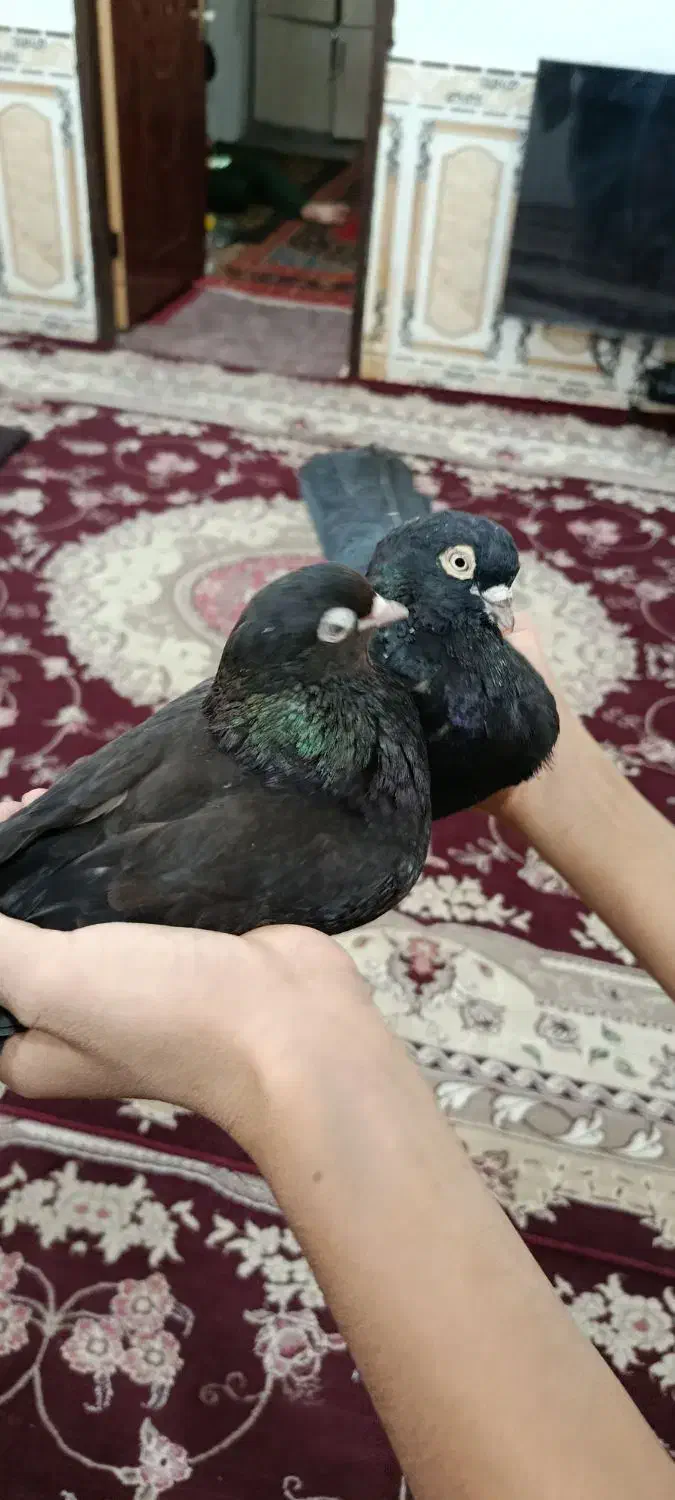 سیاه هندی|پرنده|بندر ماهشهر, |دیوار