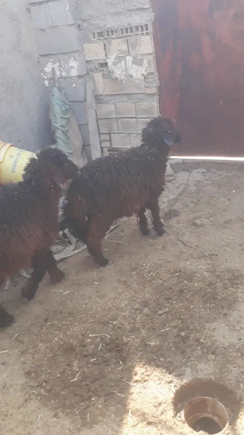 ۶ راس بره ماده چاق برای داشت ودامداری درسربندر|حیوانات مزرعه|بندر ماهشهر, |دیوار