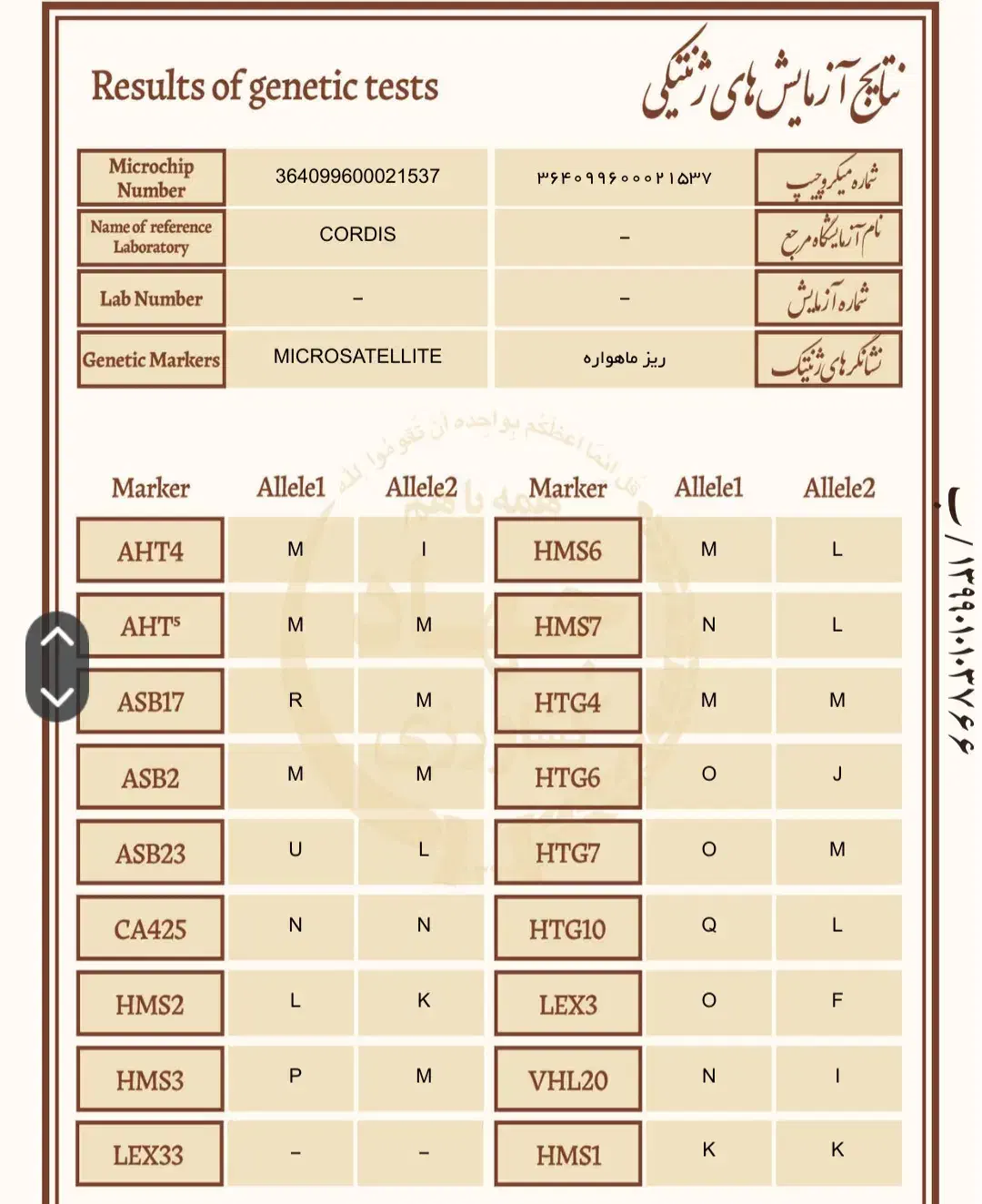 فروش اسب مادیان|اسب و تجهیزات اسبسواری|ماهیدشت, |دیوار
