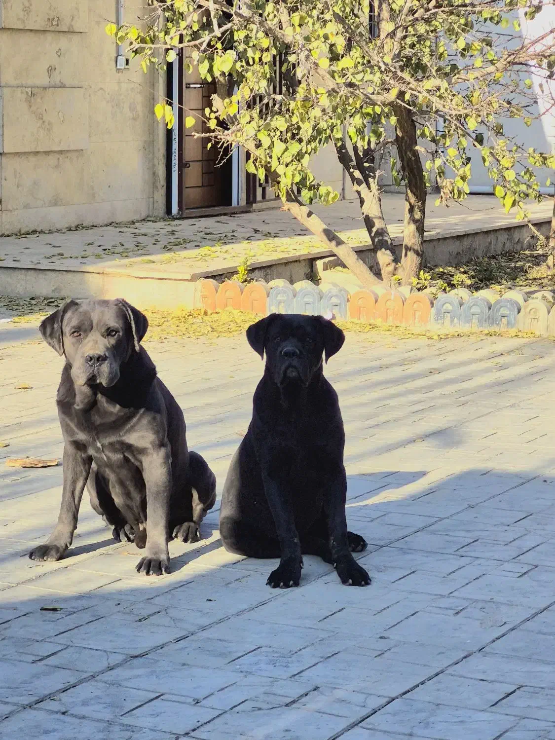 توله ماده ۶ ماهه کن کورسو|سگ|رامجین, |دیوار