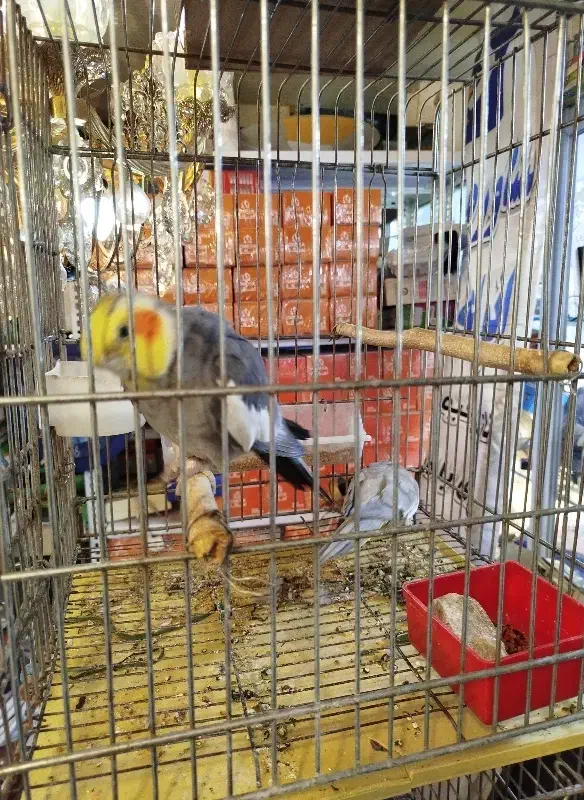 عروس هلندی|پرنده|کرج, عظیمیه|دیوار