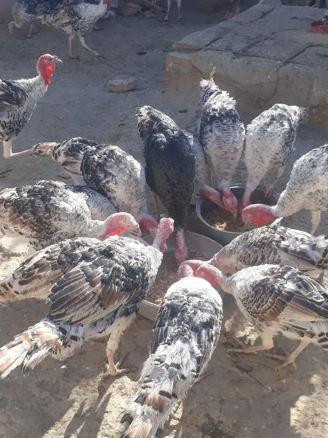 ۵۰عدد بقلمون جوانه محلی|حیوانات مزرعه|زهک, |دیوار