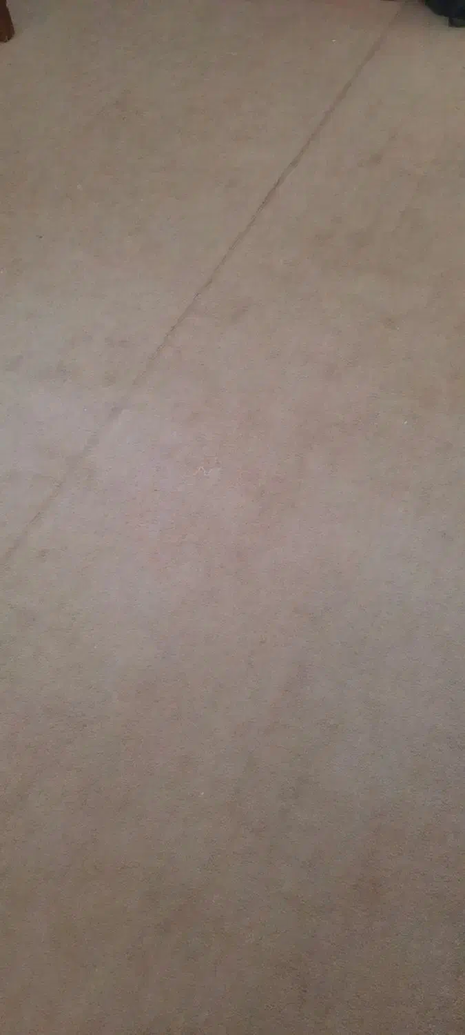 پالاز موکت|موکت|باغستان, |دیوار