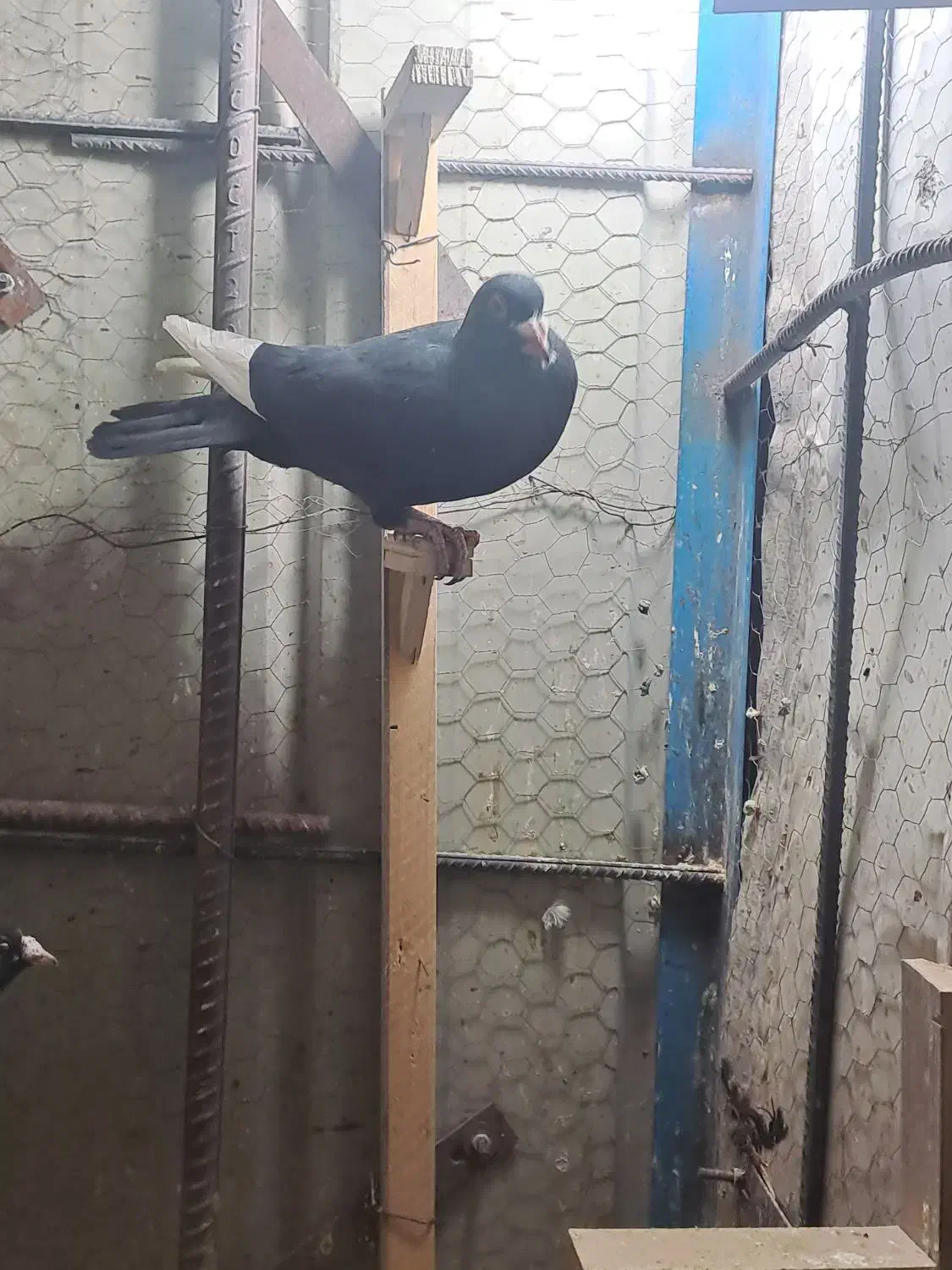 کفتر پلنگ|حیوانات|کرمان, |دیوار