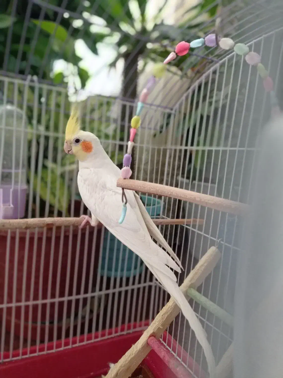 عروس هلندی|پرنده|زیباشهر, |دیوار