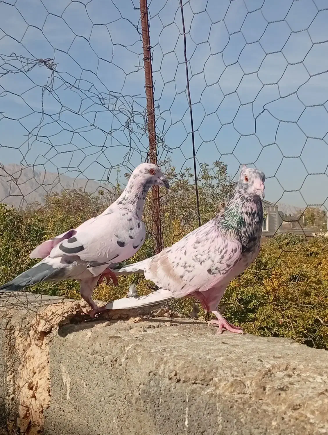 سرور و پلاکی|پرنده|حمیدیا, |دیوار