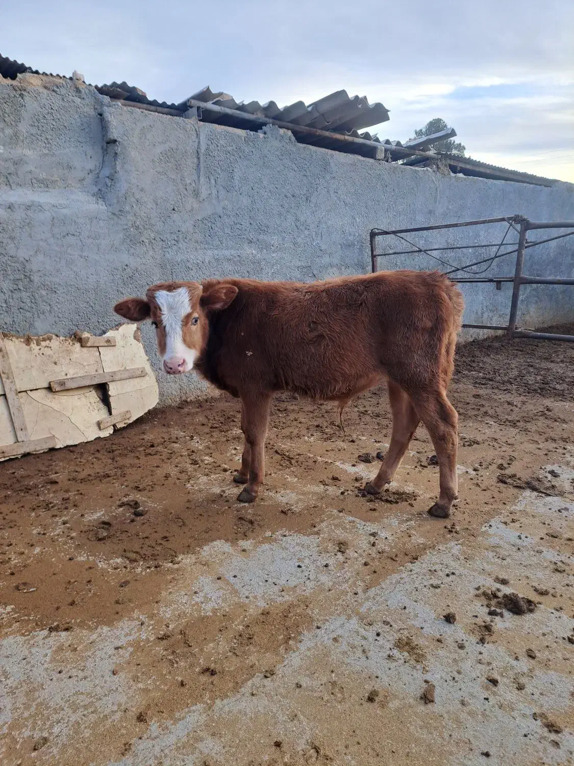 گوساله نر|حیوانات مزرعه|مرودشت, محمد آباد|دیوار