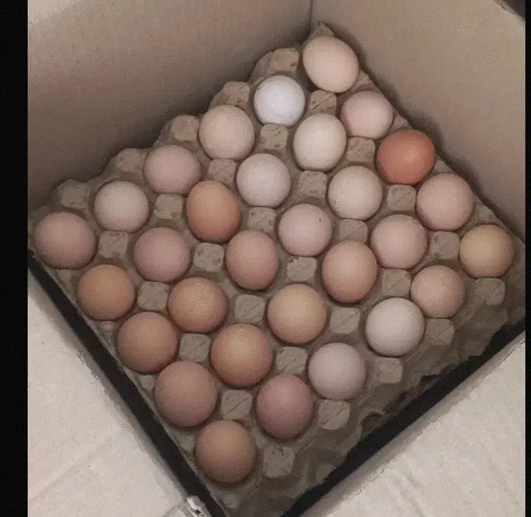 تخم مرغ محلی|خوردنی و آشامیدنی|قوچان, |دیوار