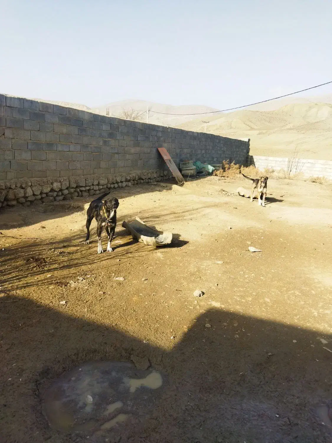 سگ گله|سگ|گرمخان, |دیوار