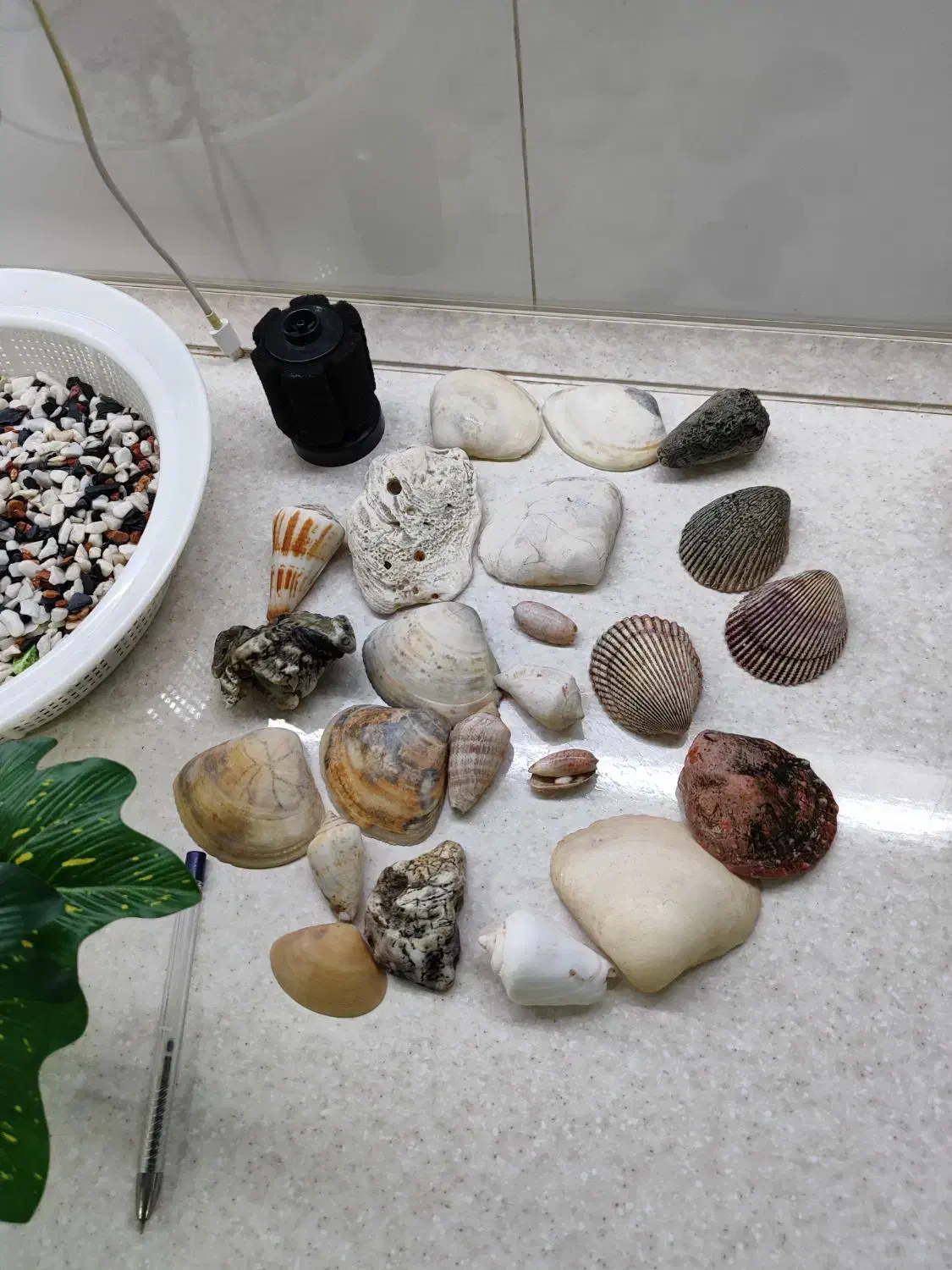 لوازم تزیینی آکواریوم|ماهی|تهران, وحیدیه|دیوار