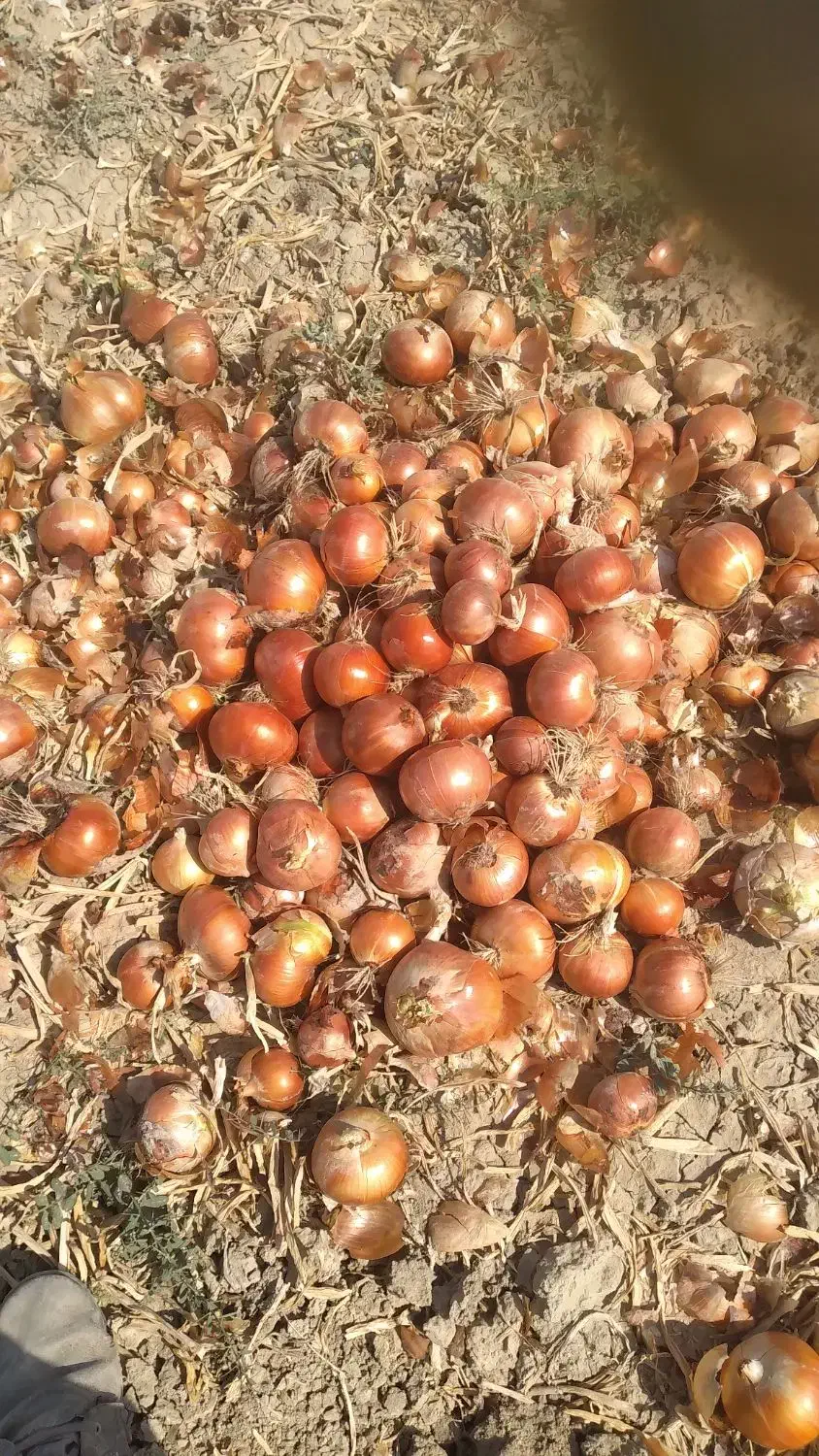 پیاز فلات قالب درشت|خدمات باغبانی و درختکاری|شیروان (خراسان), |دیوار