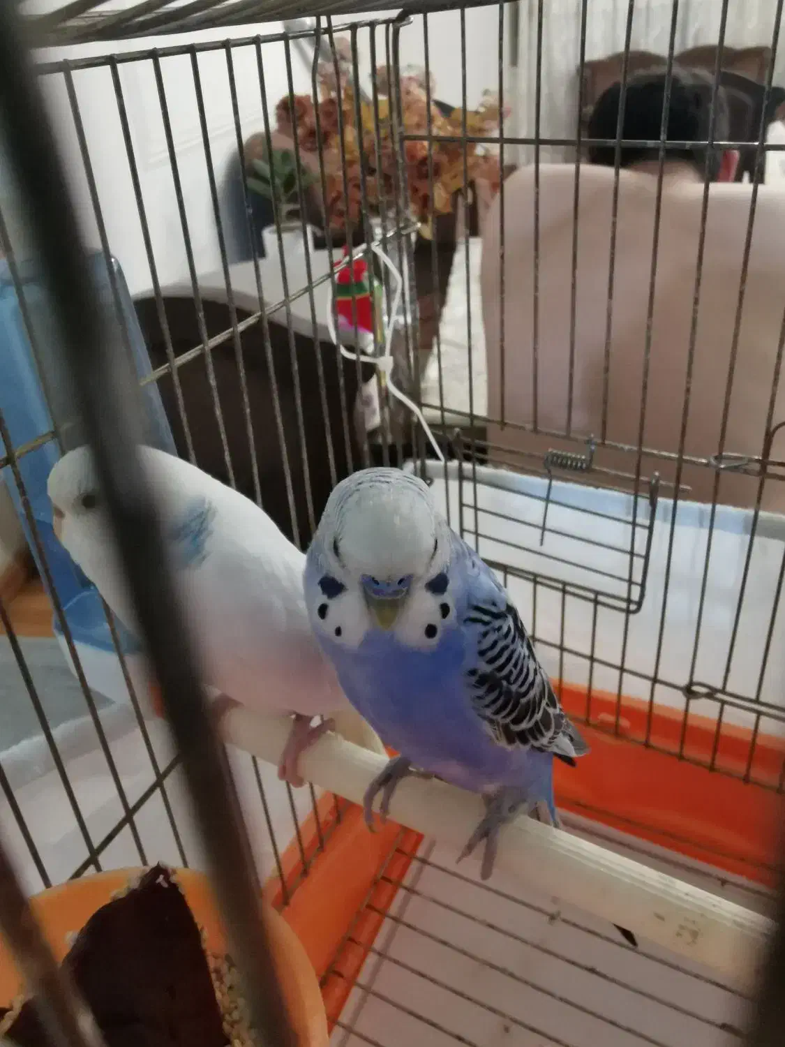 مرغ عشق به همراه قفس معاوضه با جوجه عروس هلندی|پرنده|فردیس, نگارستان|دیوار