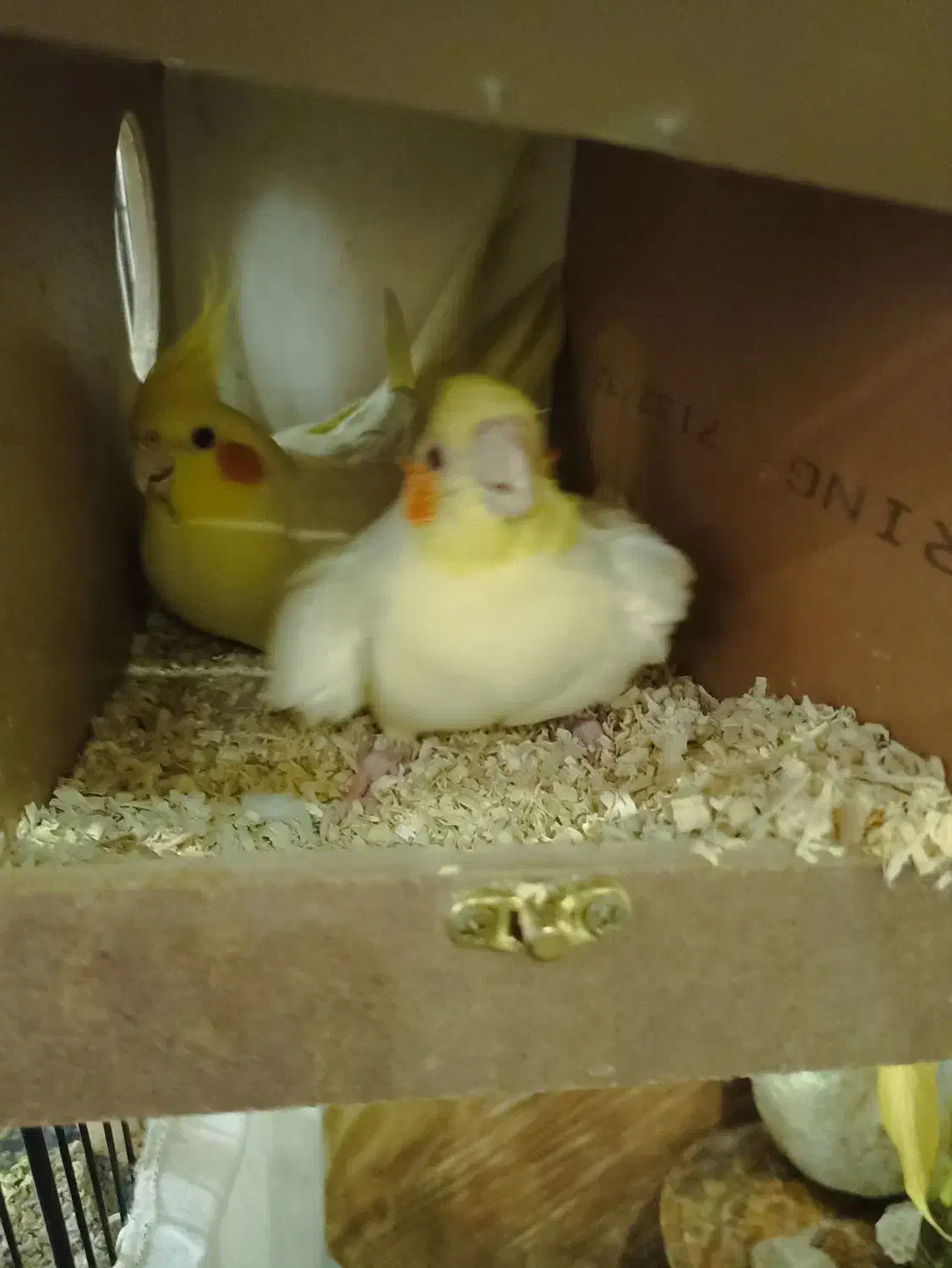 عروس هلندی|پرنده|تهران, اسفندیاری|دیوار