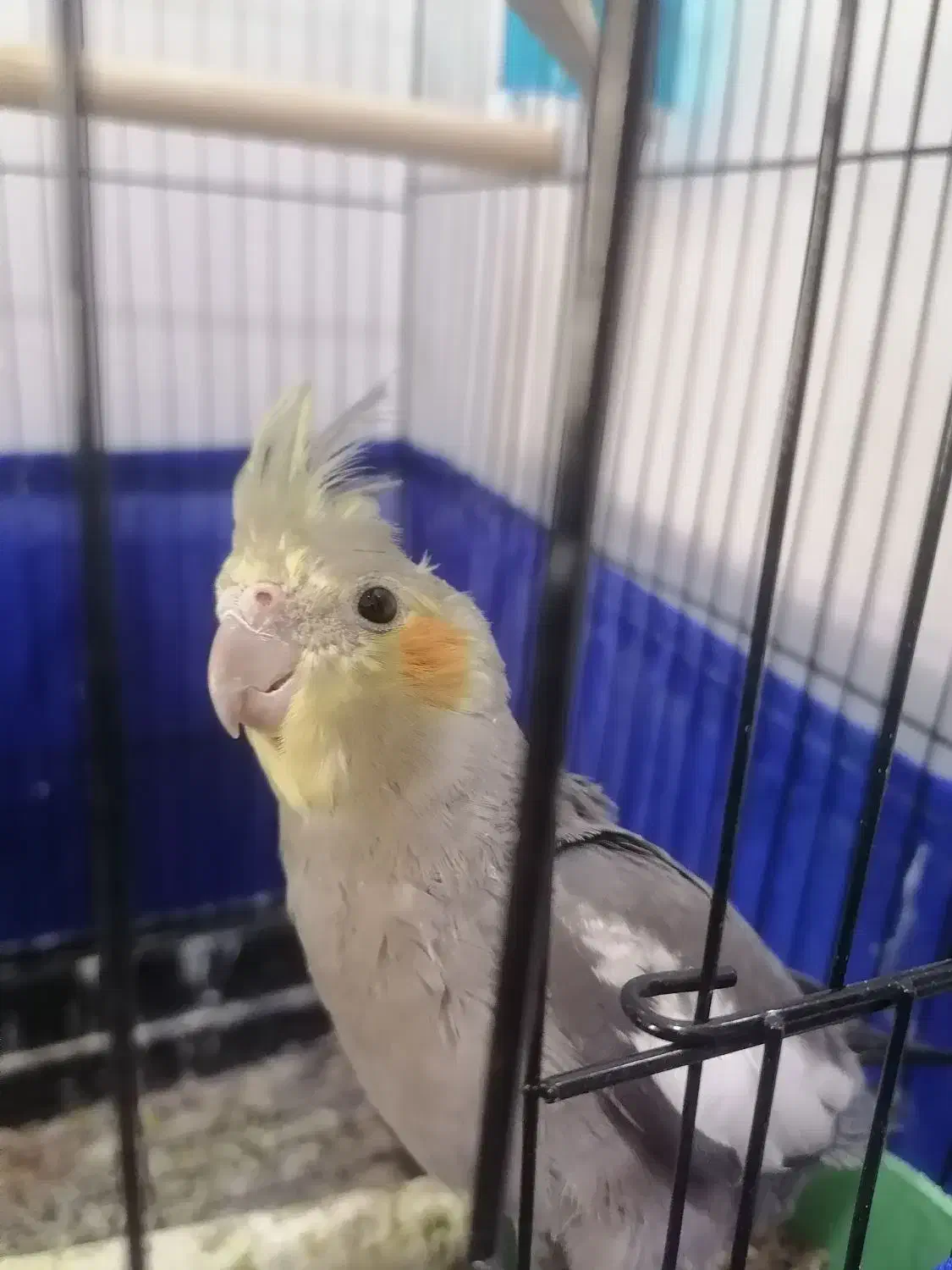 عروس هلندی|پرنده|محمدشهر, ولدآباد|دیوار