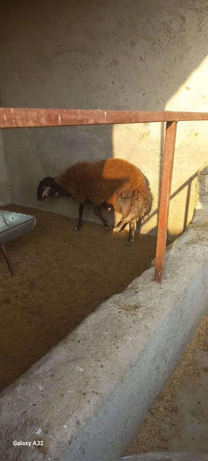 بره نر درشت|حیوانات مزرعه|فاضل آباد, |دیوار