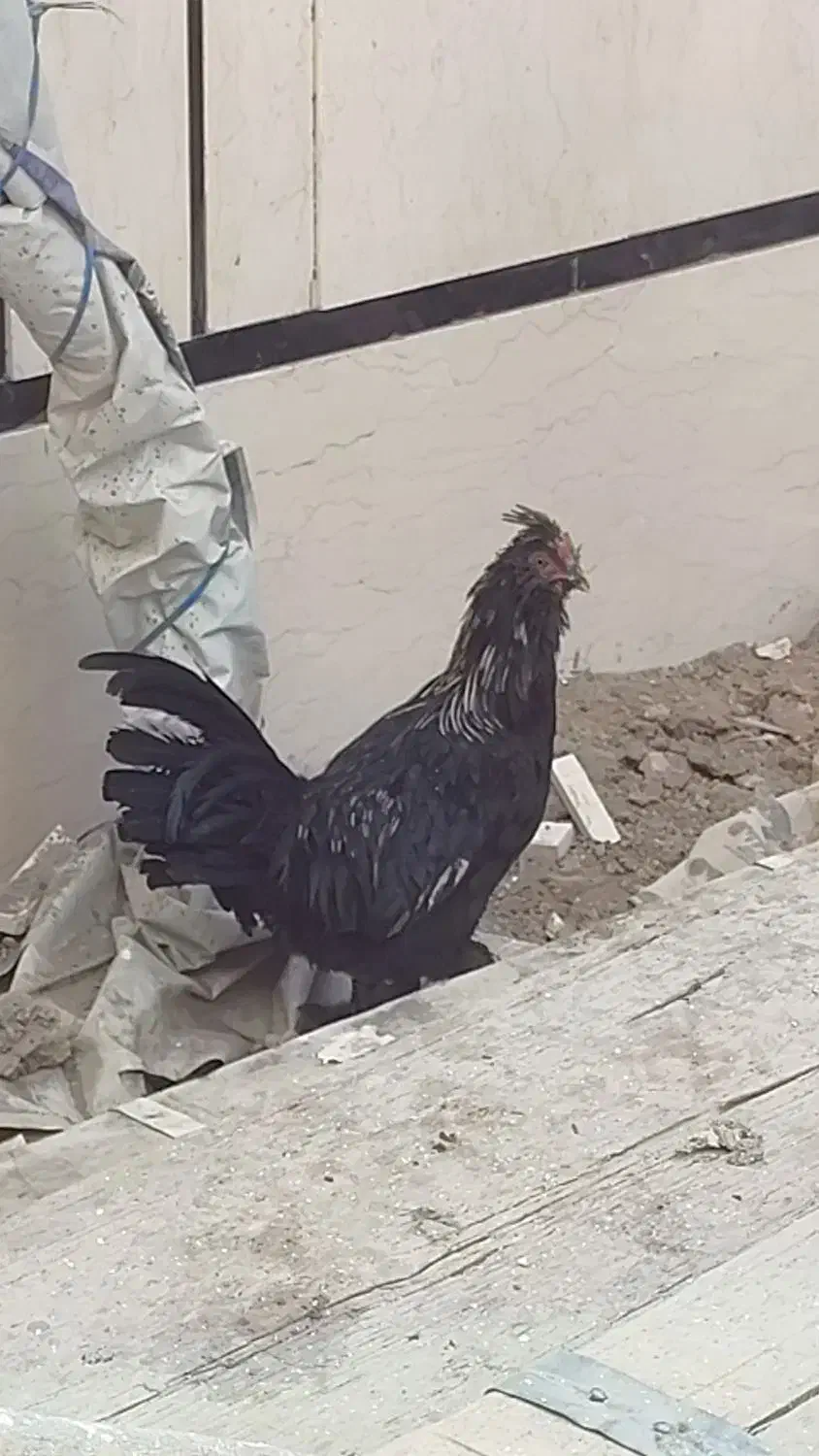 مرغ خروس گلین ریشو|حیوانات مزرعه|تهران, مشیریه|دیوار