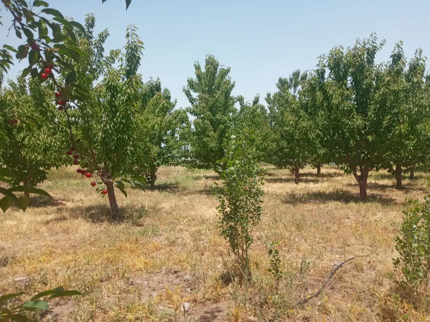 فروش باغ زیبا در روستای ساربانک قزوین|فروش زمین و ملک کلنگی|کوهین, |دیوار