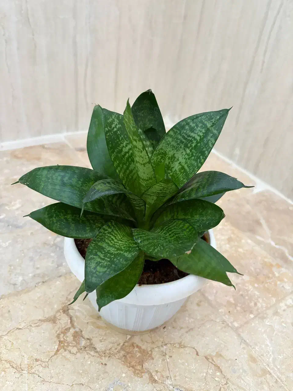 گل سانسوریا پاکوتا|گل و گیاه طبیعی|تاکستان, |دیوار