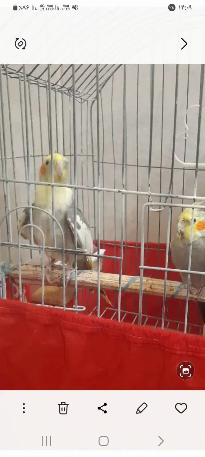 فروش عروس هلندی|پرنده|اردکان, |دیوار