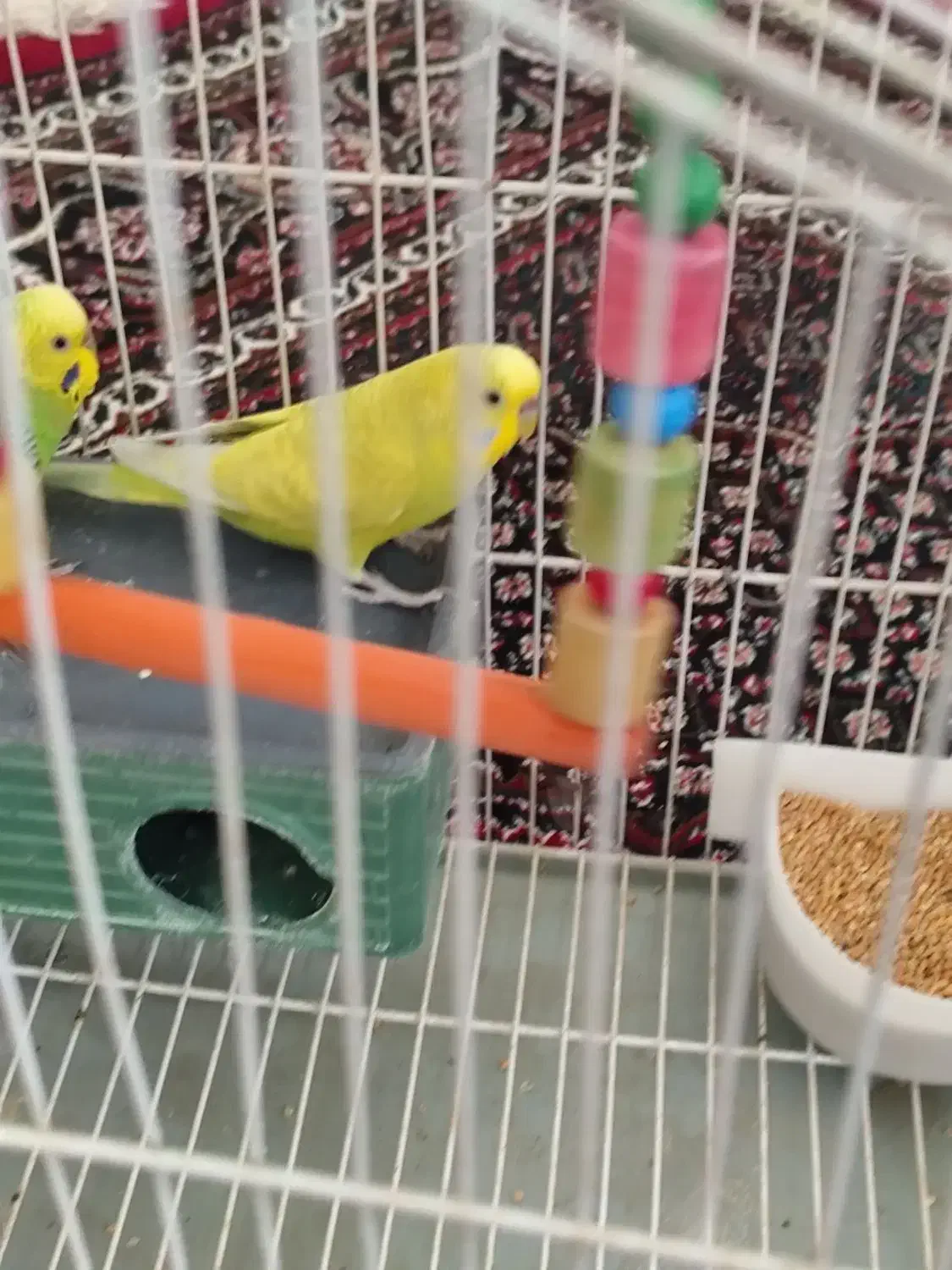 فروش مرغ عشق و قناری نر و قفس|پرنده|سنقر, |دیوار