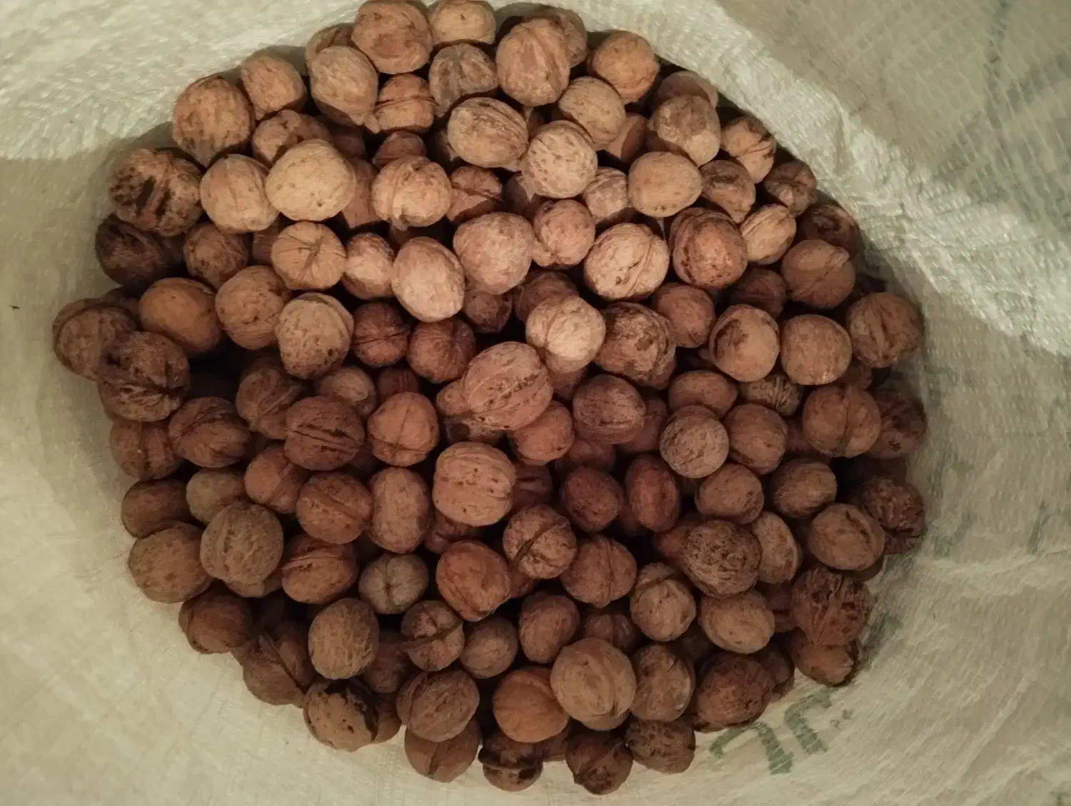 گردو|خوردنی و آشامیدنی|قشلاق دشت, |دیوار