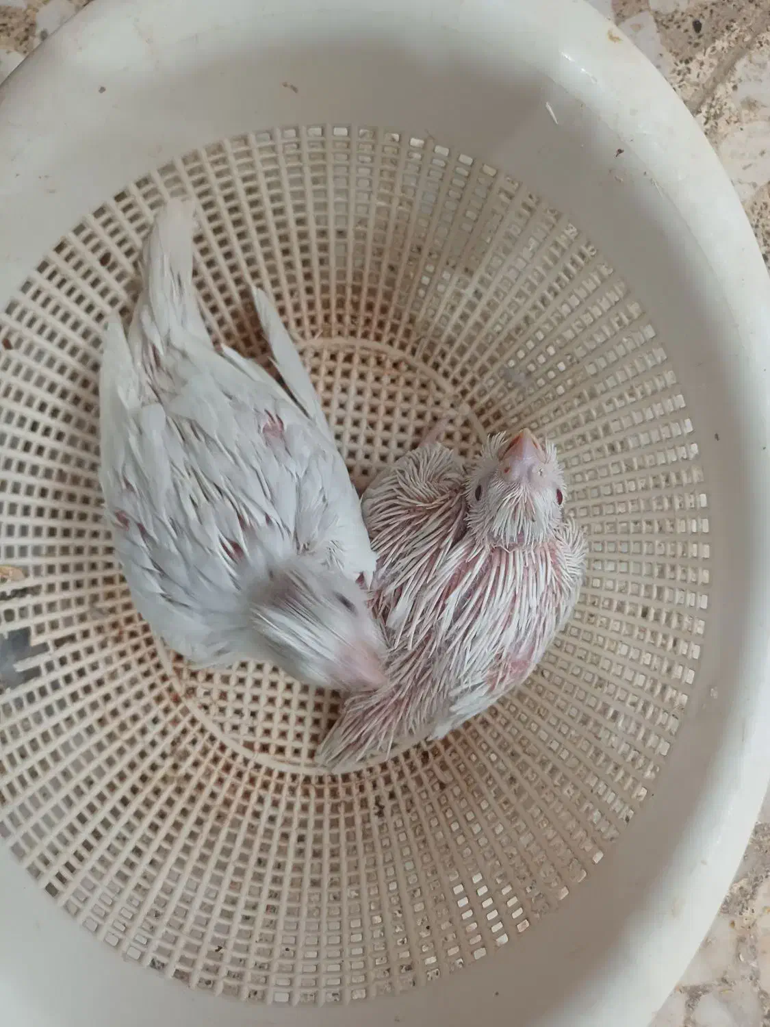 فروش جوجه سرلاکی و نرمه خور عروس|پرنده|لار, |دیوار