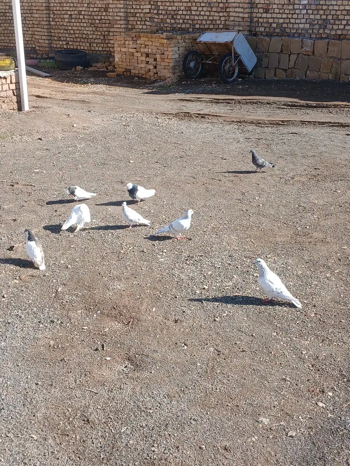 کفتر رنگی|حیوانات مزرعه|مشهد, کوشش|دیوار