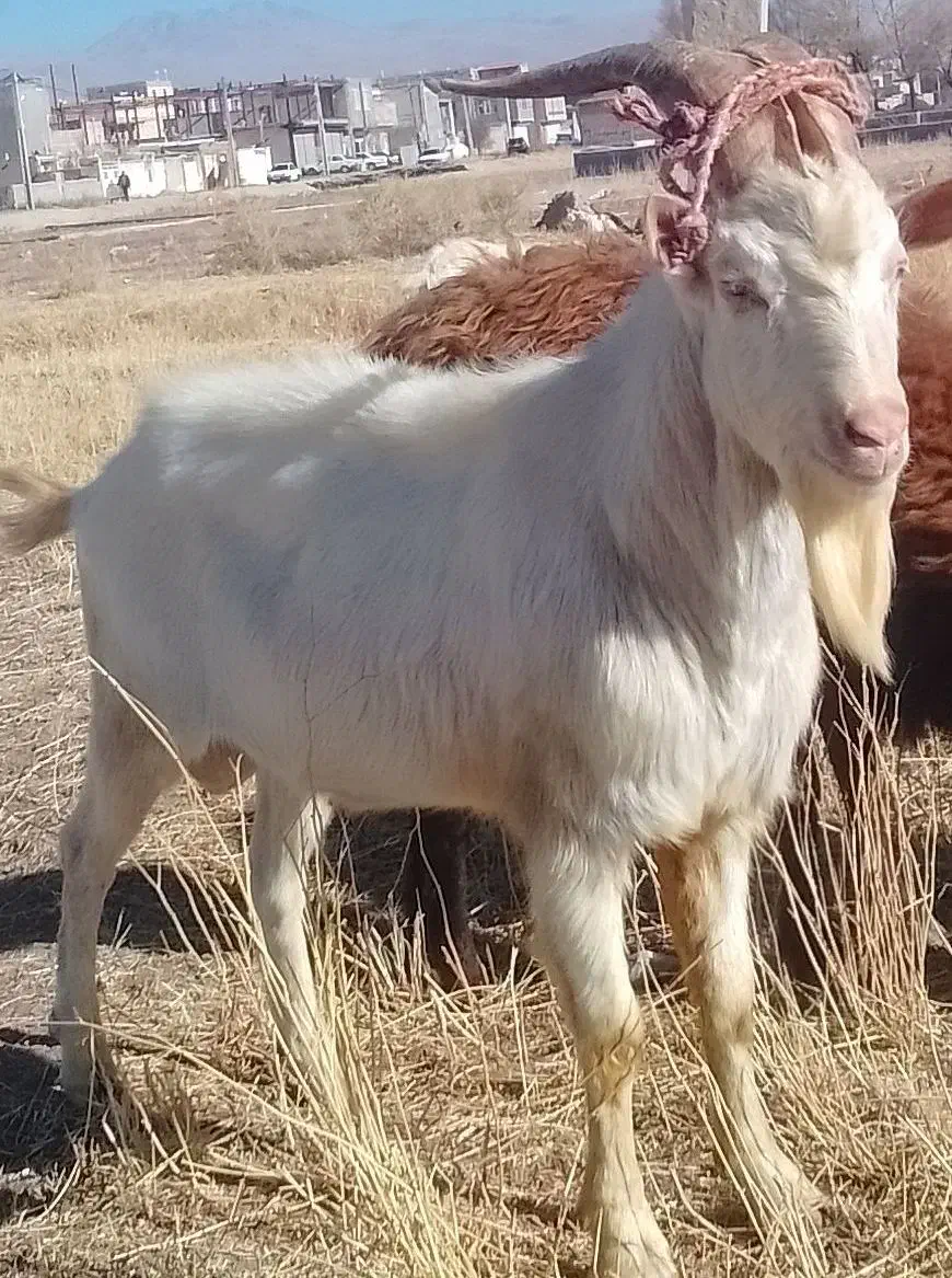 بز سانن فرانسه اصل|حیوانات مزرعه|سراب, |دیوار