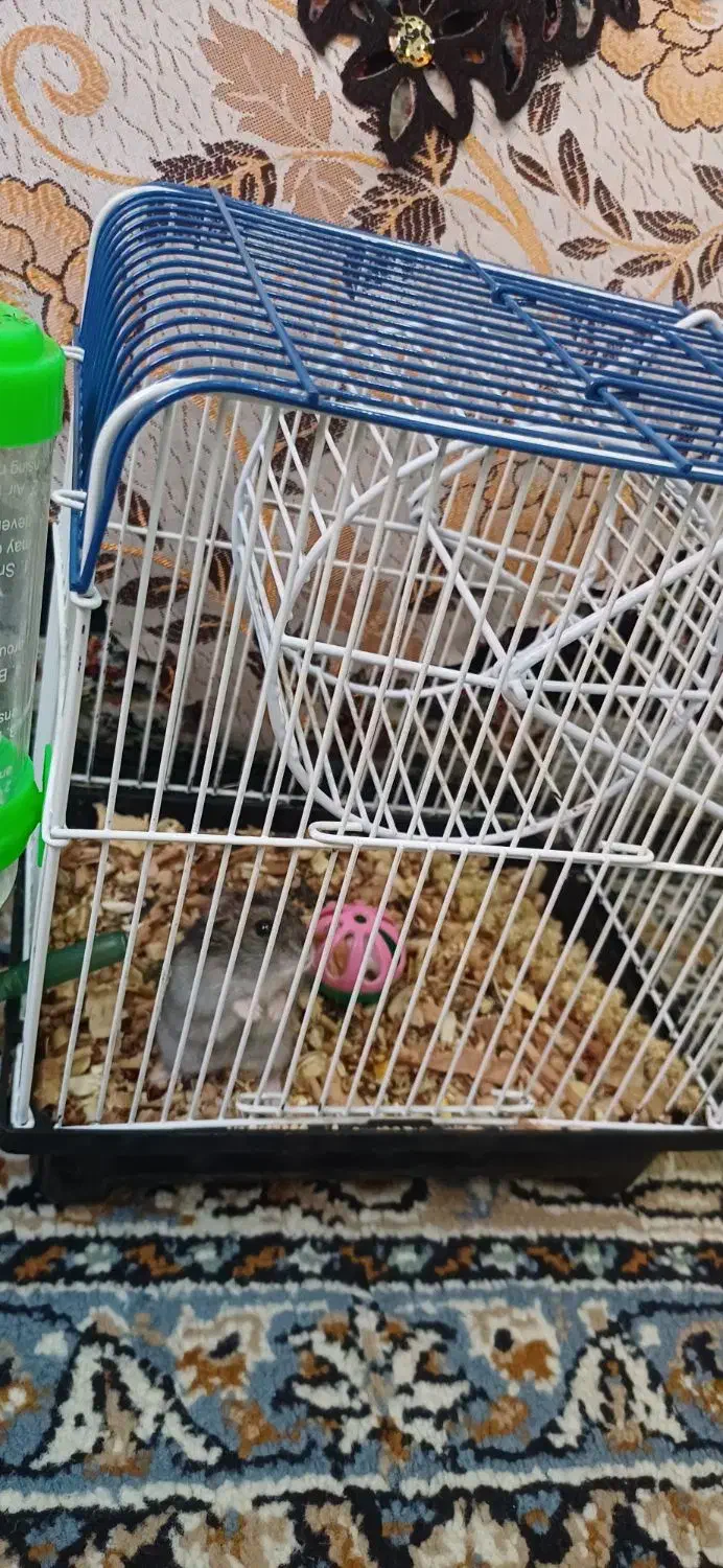 همستر نژاد دار همراه با وسایل|موش و خرگوش|اراک, |دیوار