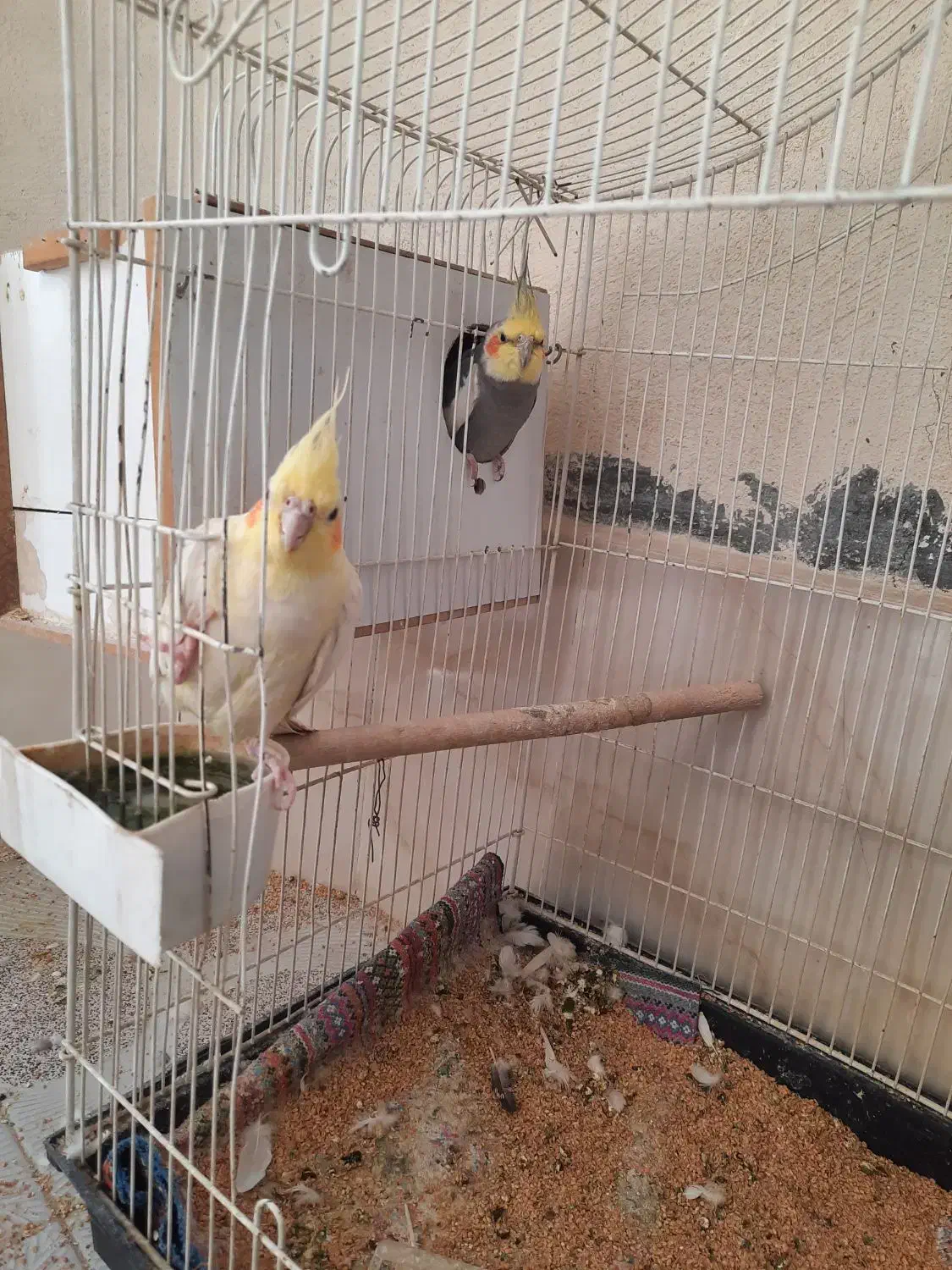 عروس هلندی|پرنده|کامیاران, |دیوار