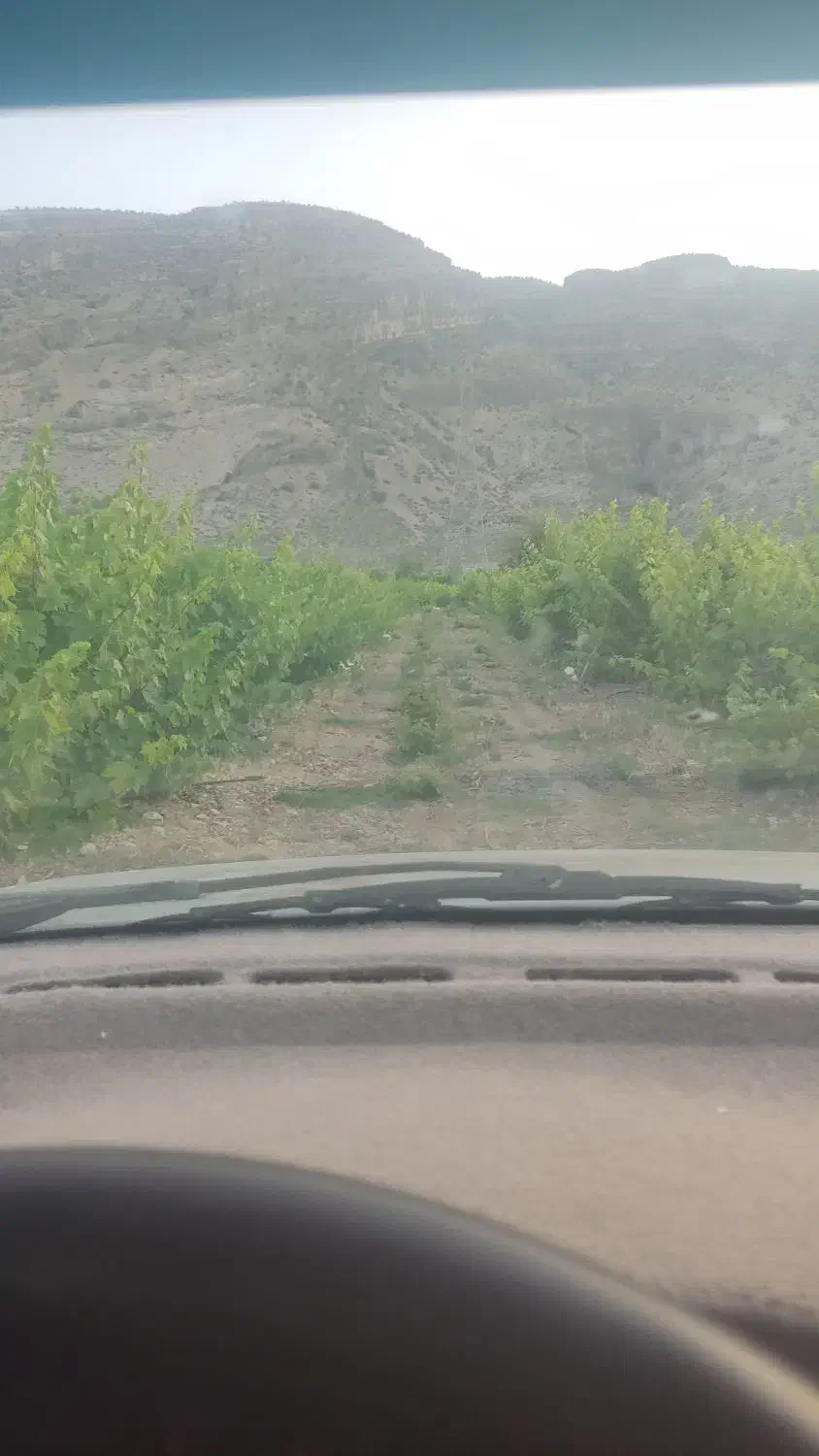 فروش دو هکتار با انگور|فروش دفتر صنعتی، کشاورزی، تجاری|طسوج, |دیوار