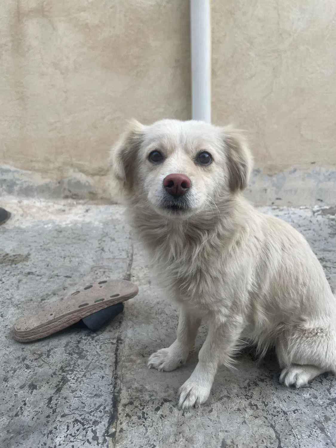 سگ اشپیتز ماده|سگ|گلستان (تهران), |دیوار