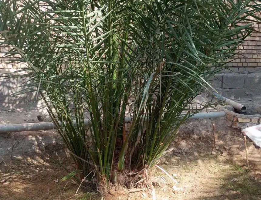 نخل سویدانی اصل|گل و گیاه طبیعی|شادگان, |دیوار