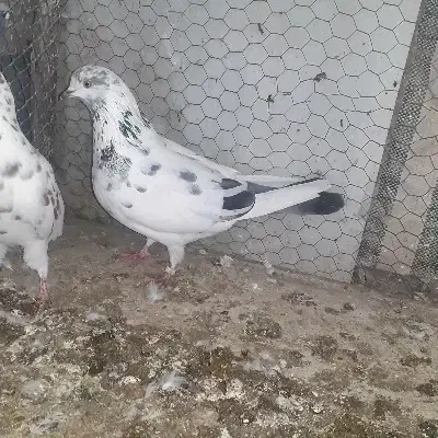 جفت سوسکی|پرنده|ماکو, |دیوار