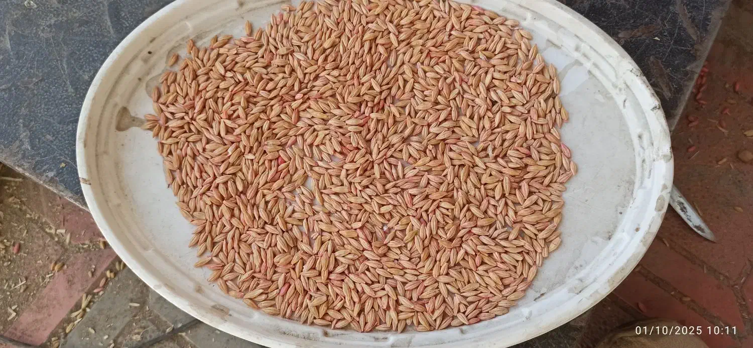 ج و|خوردنی و آشامیدنی|دهگلان, |دیوار
