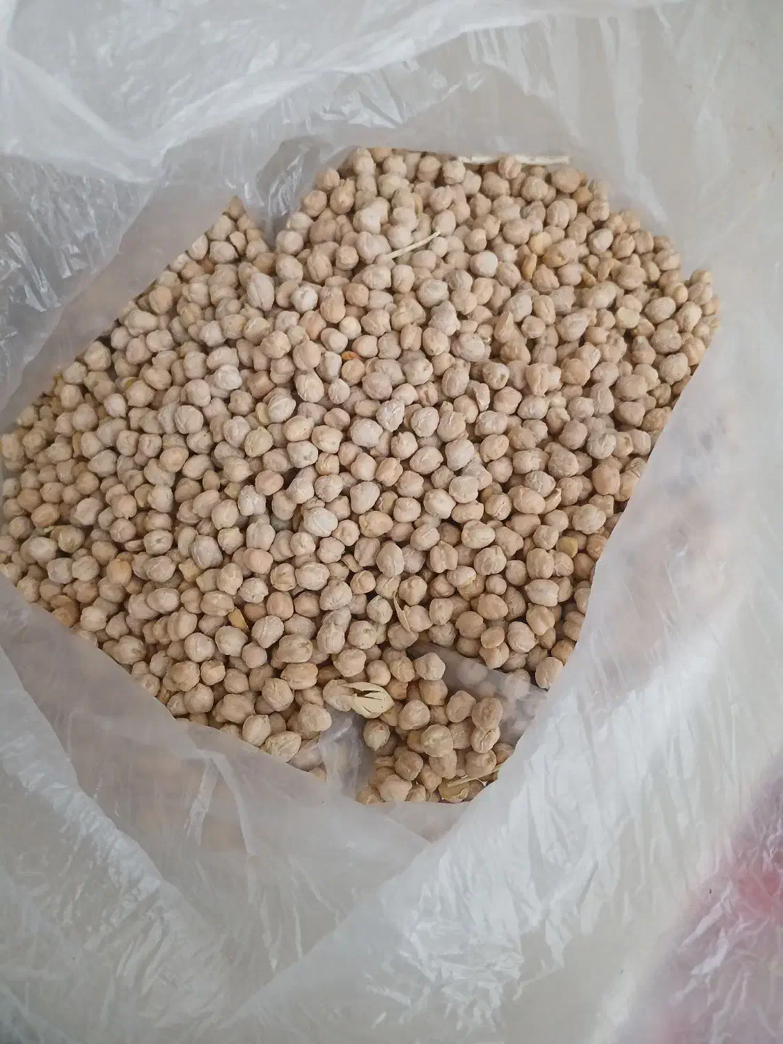 نخود بهار|خوردنی و آشامیدنی|کرمانشاه, |دیوار