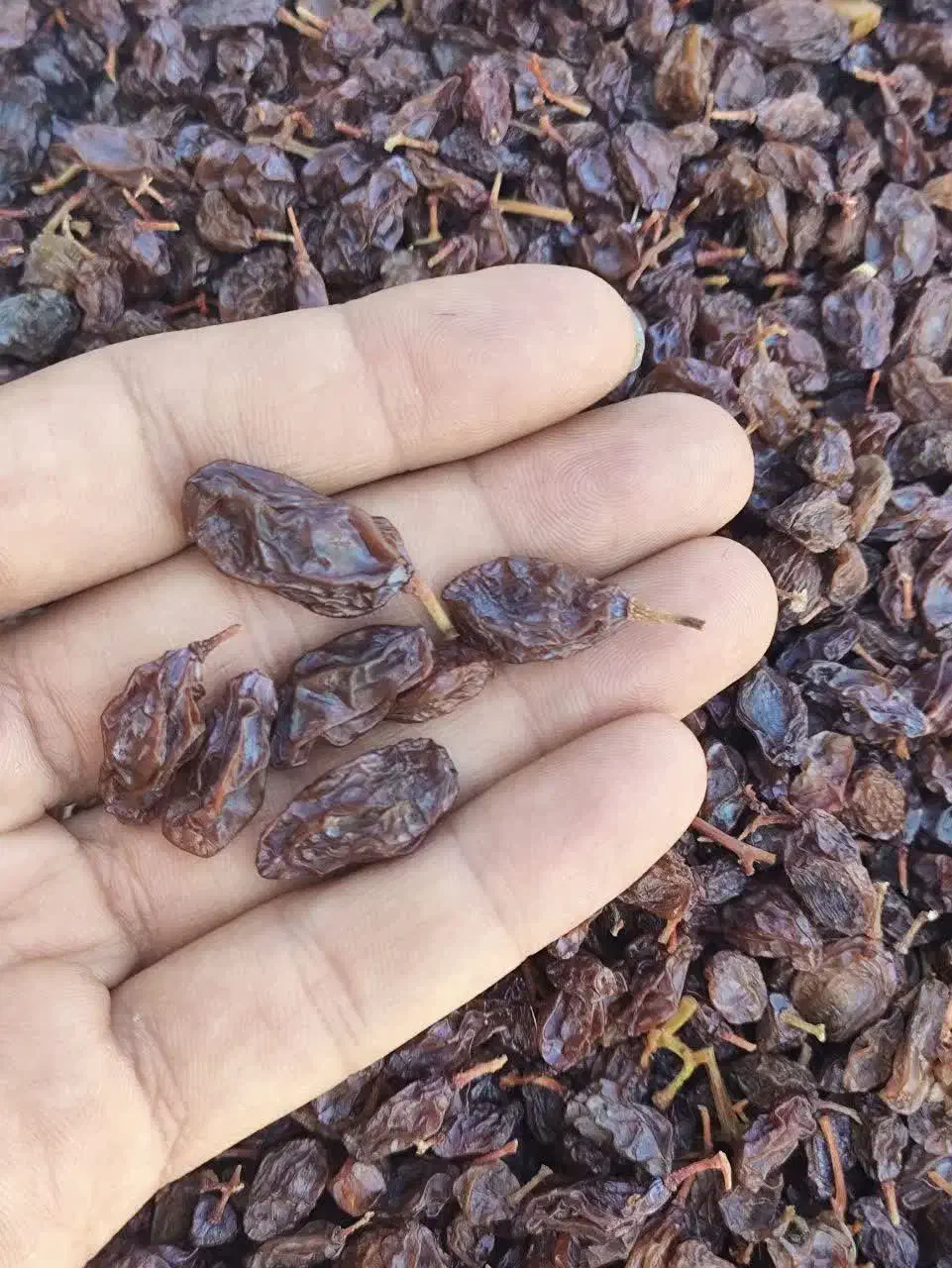 کشمش آفتابی|خوردنی و آشامیدنی|خمینی‌شهر, |دیوار