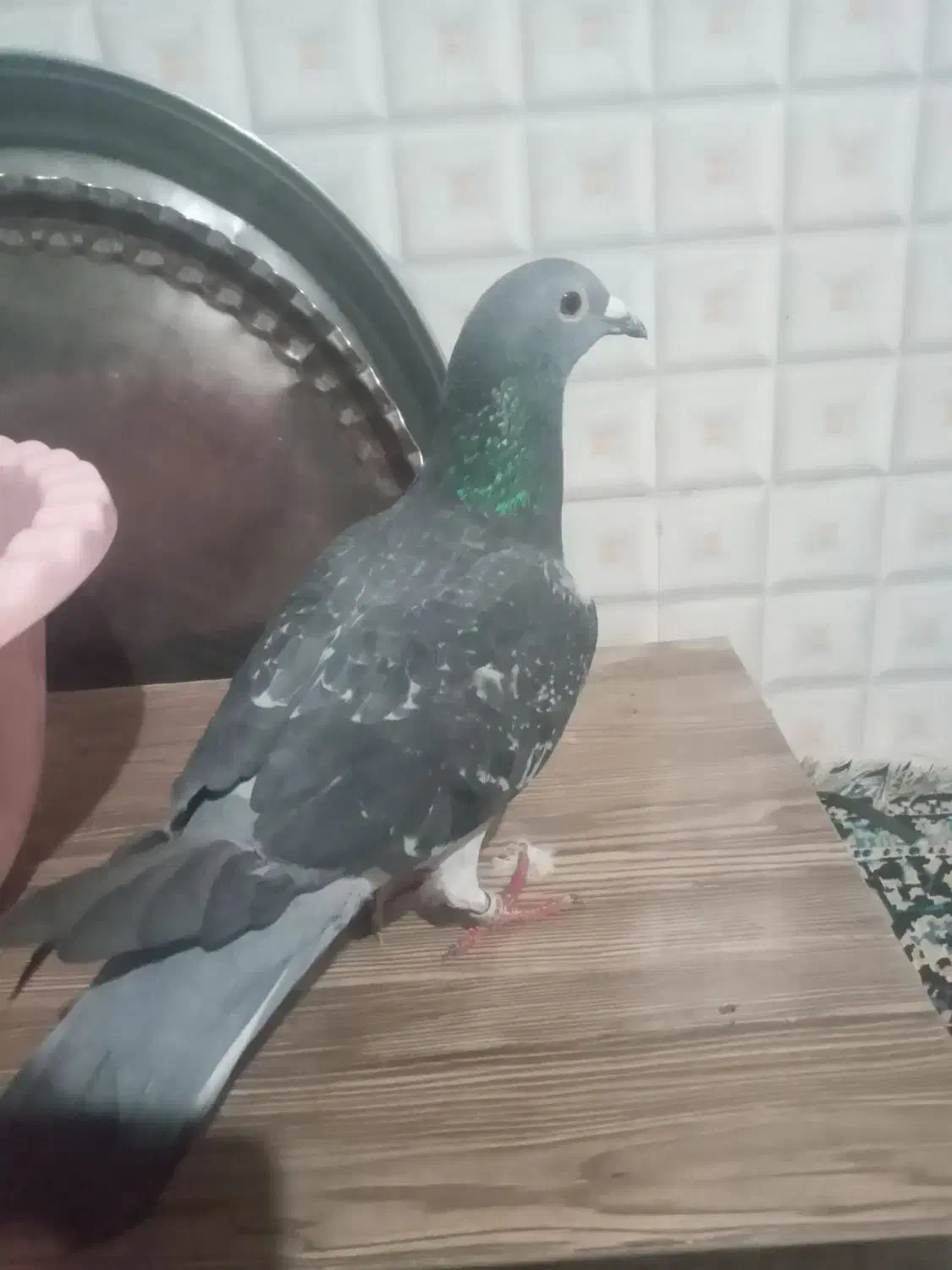 کبوتر|حیوانات|سرپل ذهاب, |دیوار