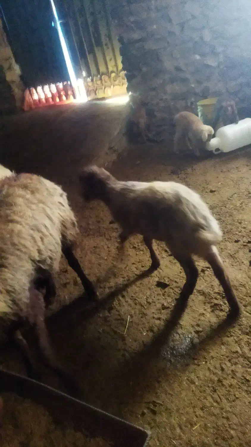 بره همو هارو ۲۰۰۰۰۰۰۰|حیوانات مزرعه|شیروان (خراسان), |دیوار