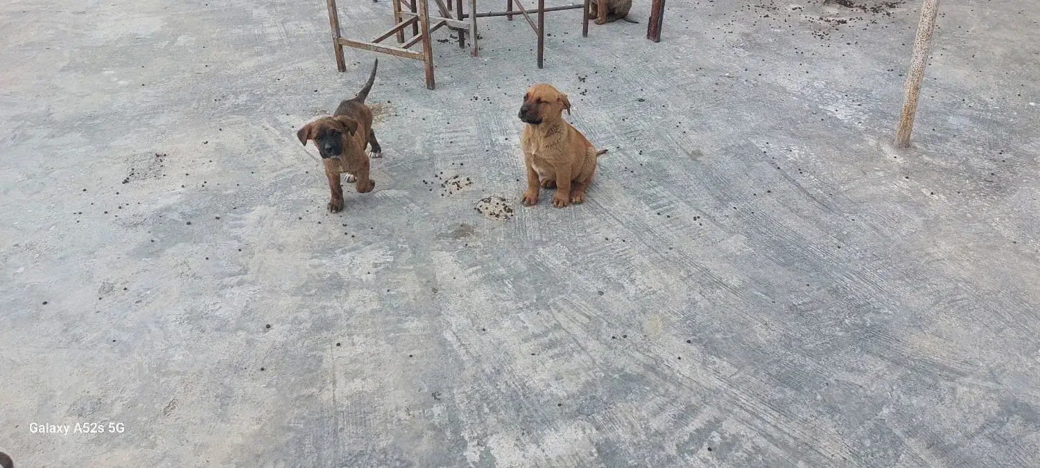 توله دو ماه کنکورسو|سگ|رینه, |دیوار